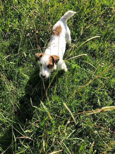 des Lys de Capellane - Chiot disponible  - Jack Russell Terrier